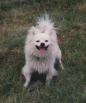 greendog.jpg